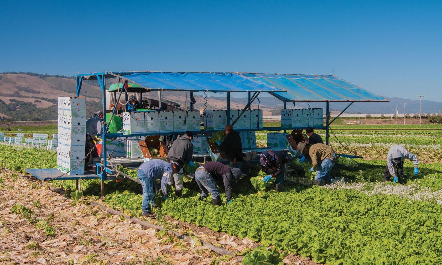 Farmworkers harvesting lettuce in California