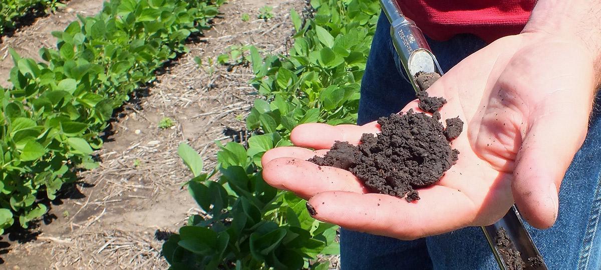A hand holding soil